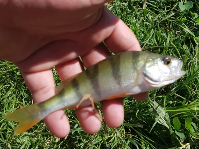 Flussbarsch