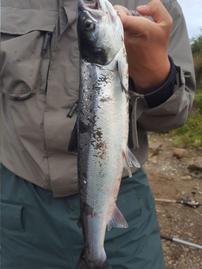 Lachs