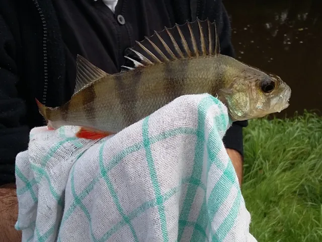 Flussbarsch