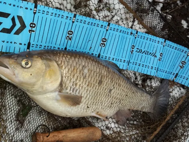 Döbel