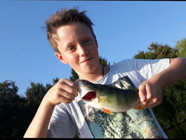 Flussbarsch