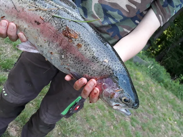 Regenbogenforelle
