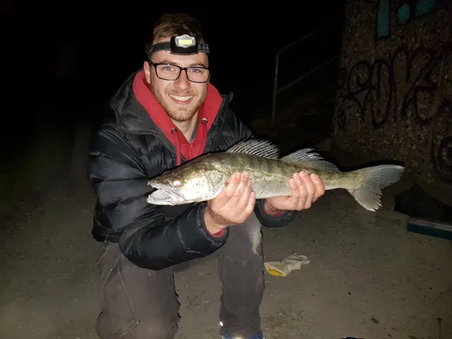 Zander