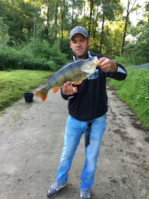Flussbarsch