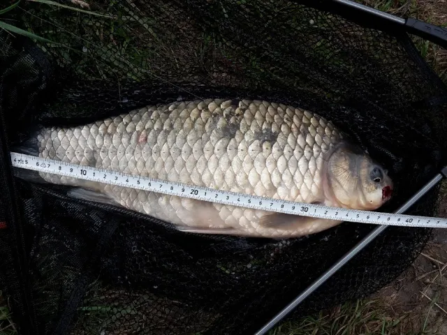 Giebel