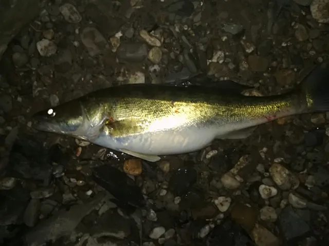Zander