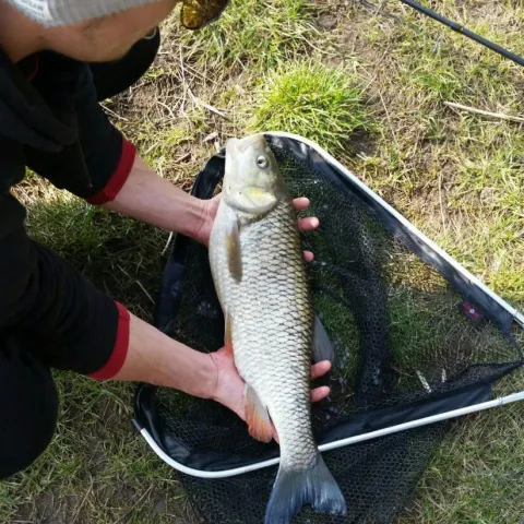 Döbel