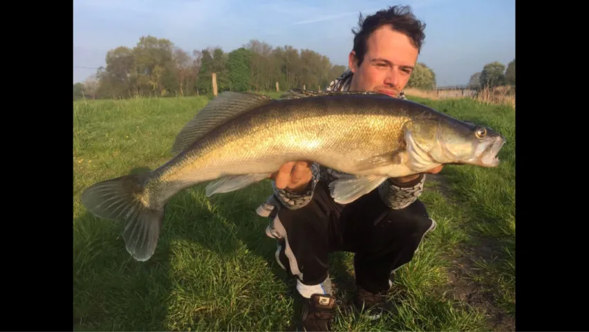 Zander