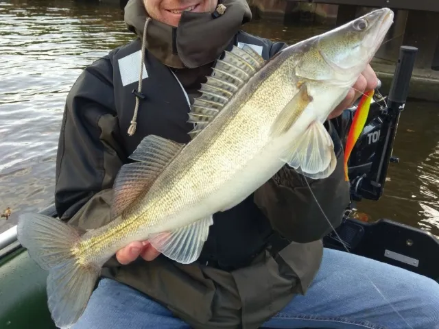 Zander