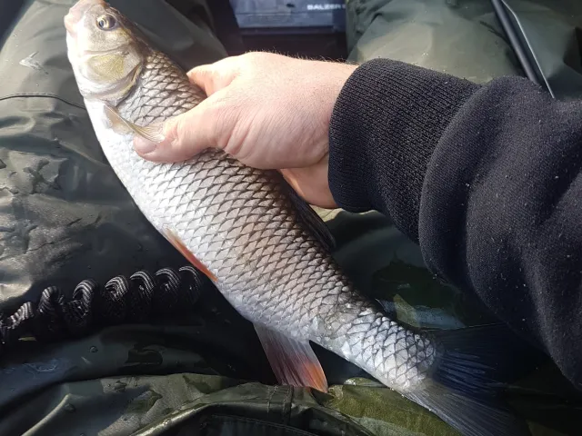 Döbel