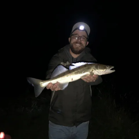 Zander