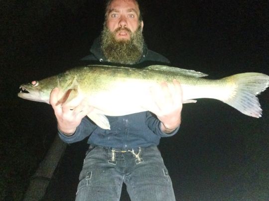 Zander