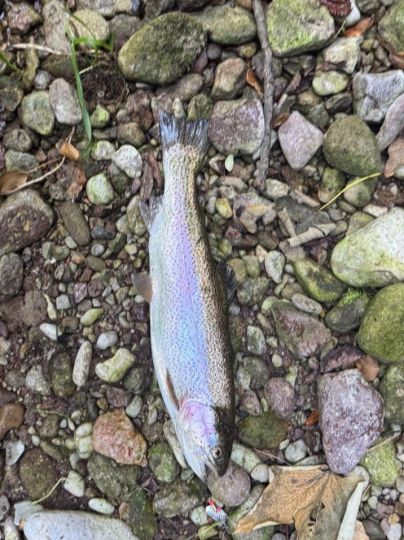 Regenbogenforelle