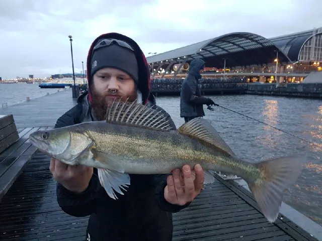 Zander