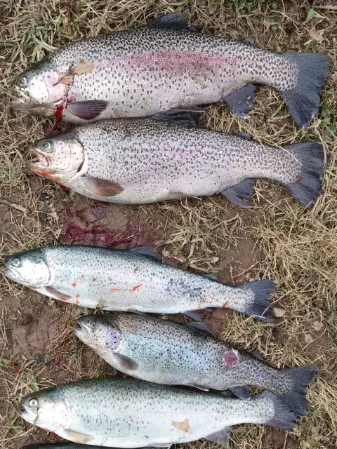 Regenbogenforelle