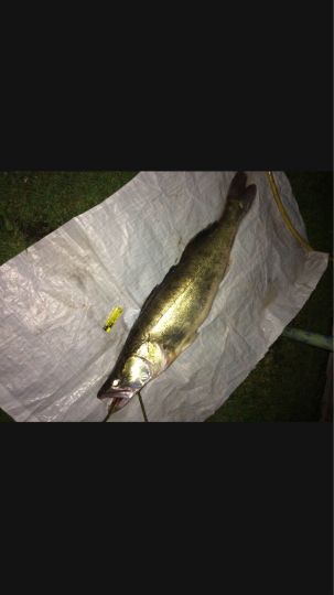 Zander