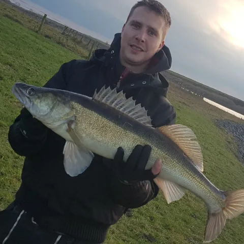 Zander