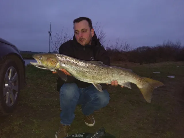 Lachs