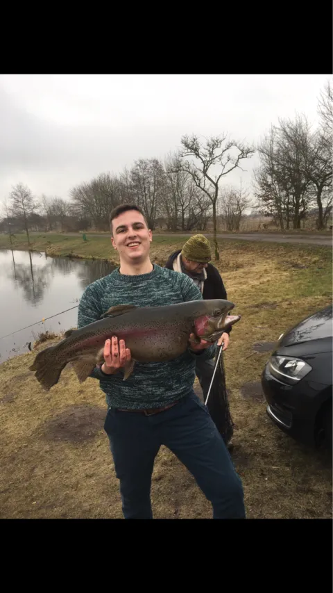 Regenbogenforelle