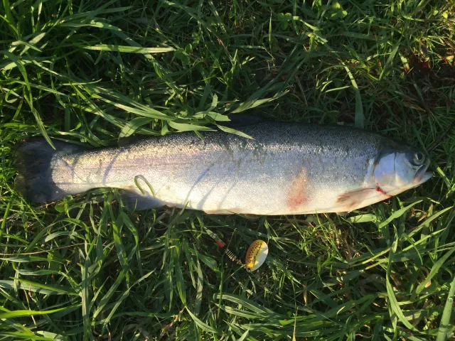 Regenbogenforelle