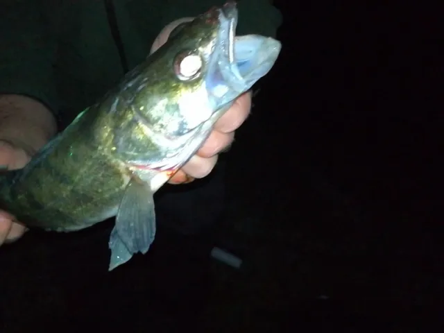 Zander