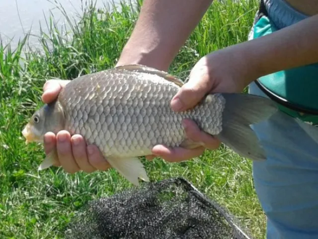 Karausche