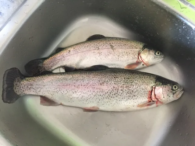 Regenbogenforelle