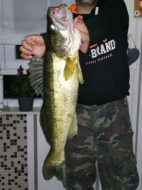 Zander