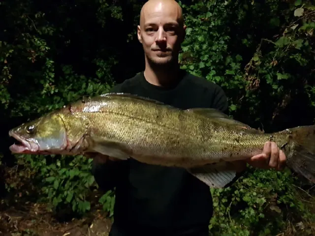 Zander