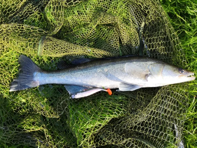 Zander