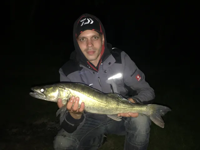 Zander