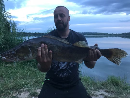 Zander
