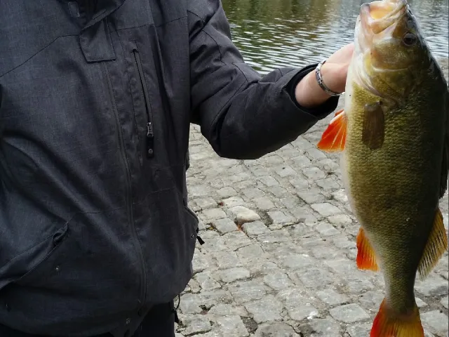 Flussbarsch