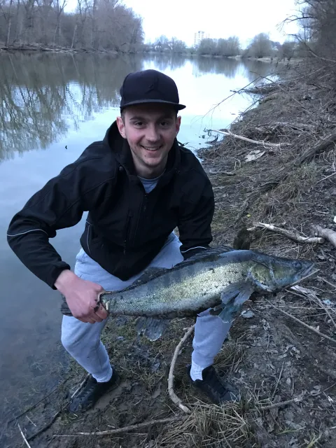 Zander