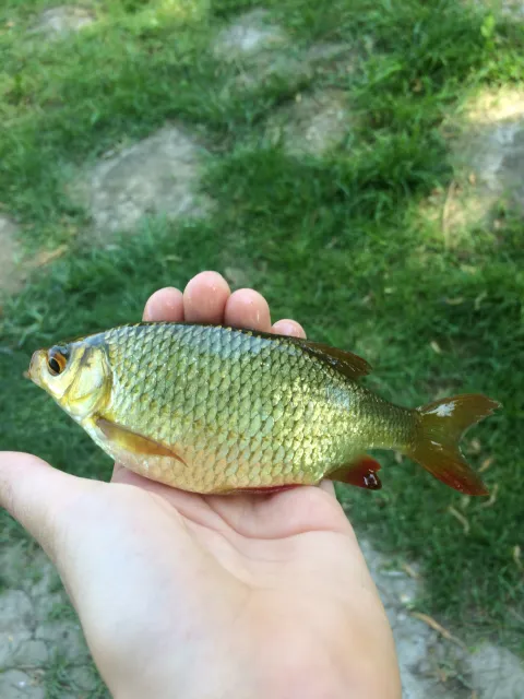 Rotauge
