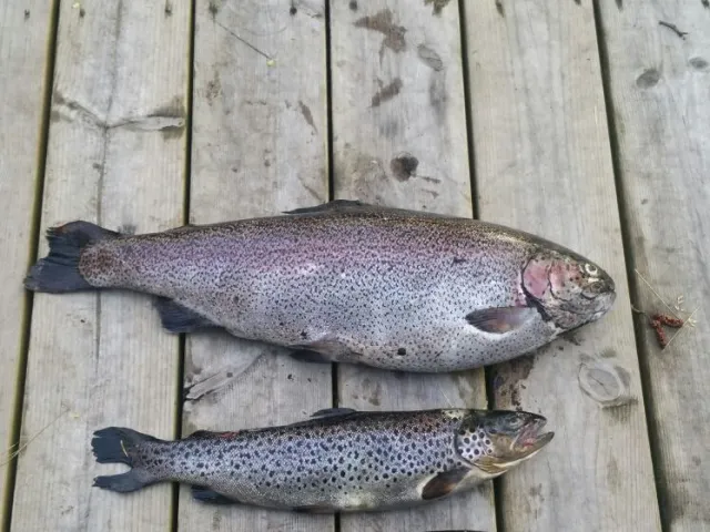 Regenbogenforelle