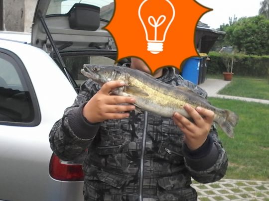 Zander