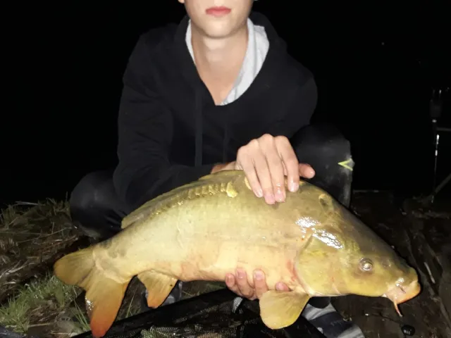 Karpfen
