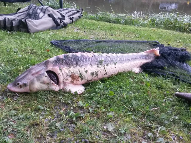 Stör