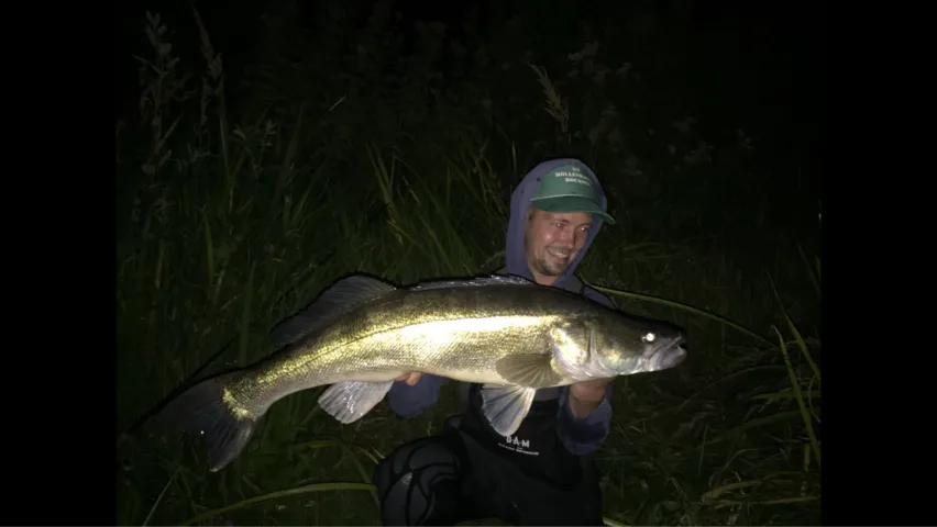 Zander