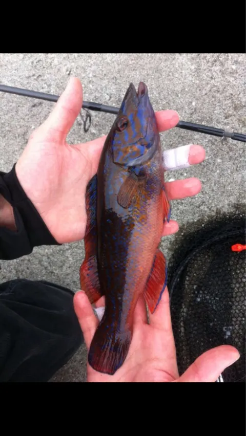 Lippfisch