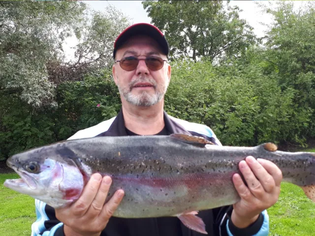 Regenbogenforelle