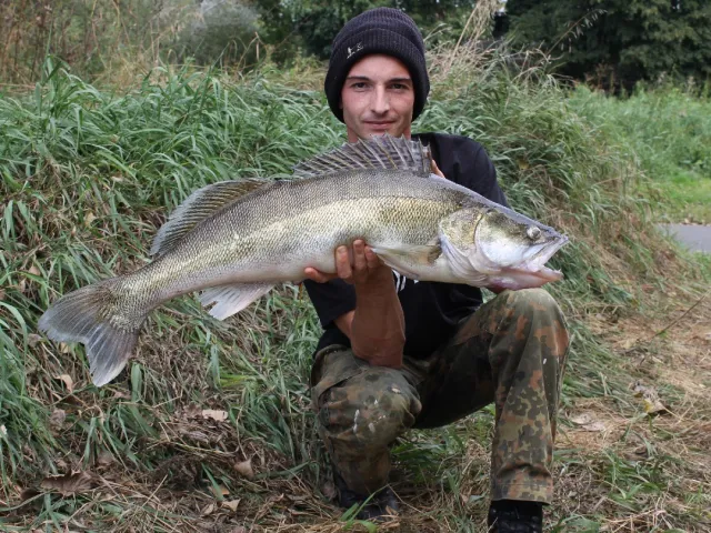 Zander