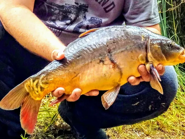 Karpfen