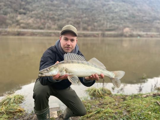 Zander