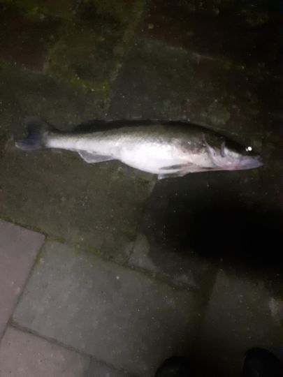 Zander