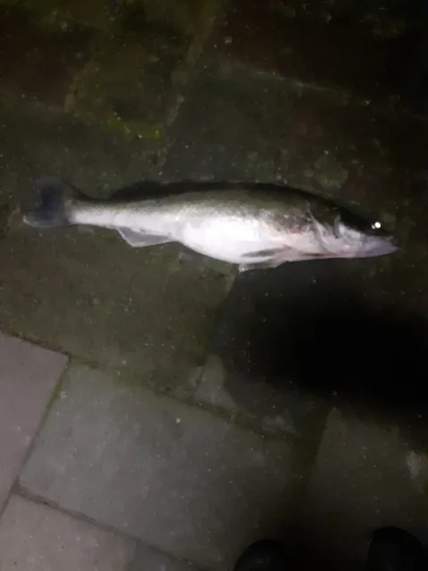 Zander