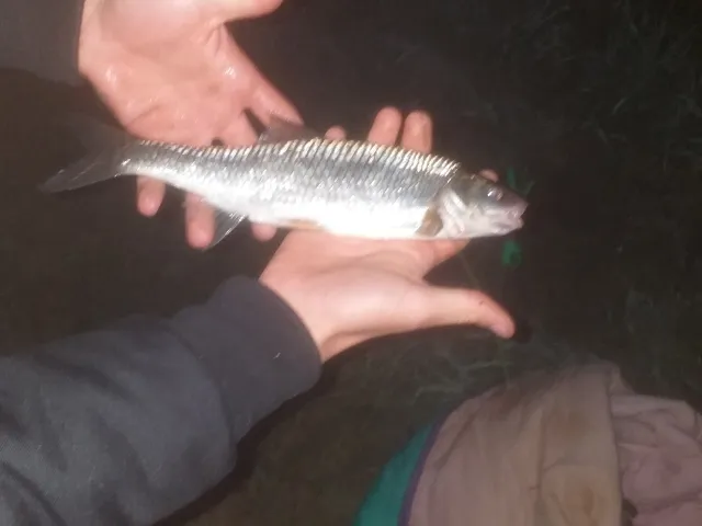 Döbel