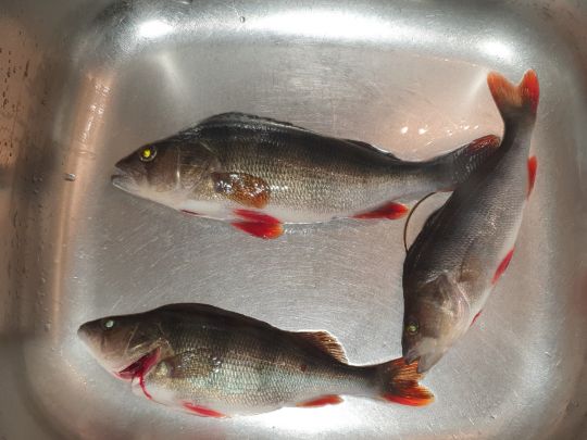 Flussbarsch