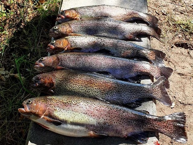 Regenbogenforelle